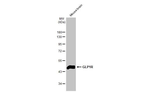 GLP-1R Antibody (HL2298) - Azide and BSA Free