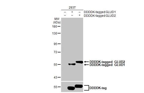 GLUD1/GLUD2 Antibody (HL2124) - Azide and BSA Free