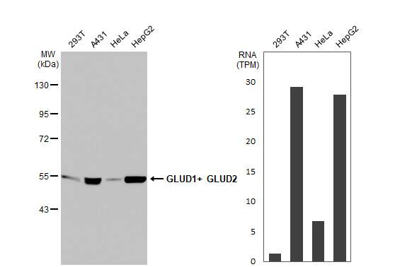 GLUD1/GLUD2 Antibody (HL2124) - Azide and BSA Free