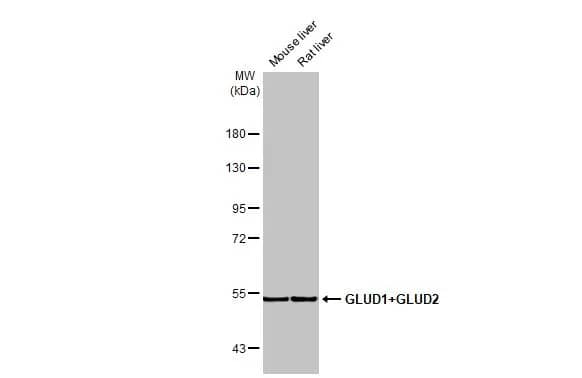 GLUD1/GLUD2 Antibody (HL2124) - Azide and BSA Free