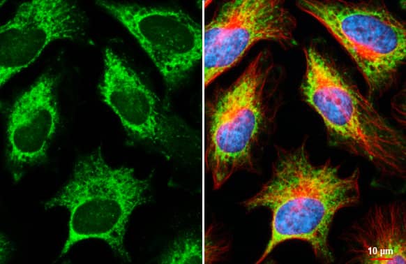 RPL32 Antibody (HL2329) - Azide and BSA Free