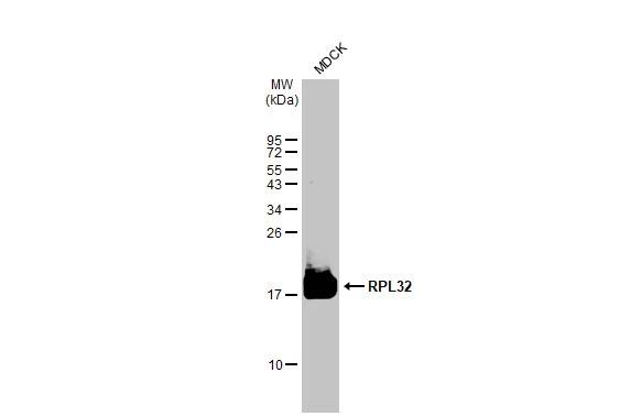 RPL32 Antibody (HL2329) - Azide and BSA Free