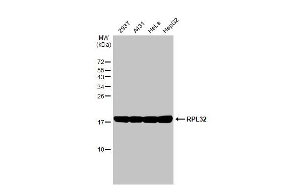 RPL32 Antibody (HL2329) - Azide and BSA Free
