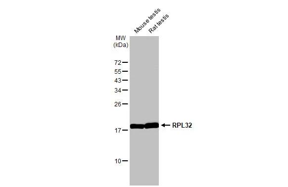 RPL32 Antibody (HL2329) - Azide and BSA Free
