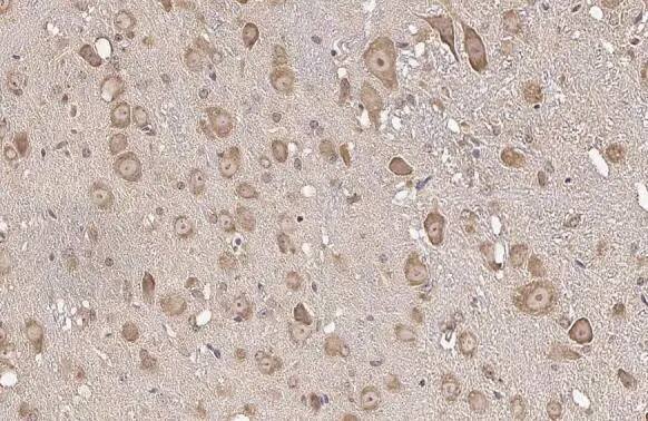 RPL32 Antibody (HL2329) - Azide and BSA Free