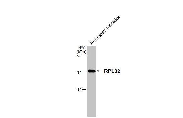 RPL32 Antibody (HL2329) - Azide and BSA Free