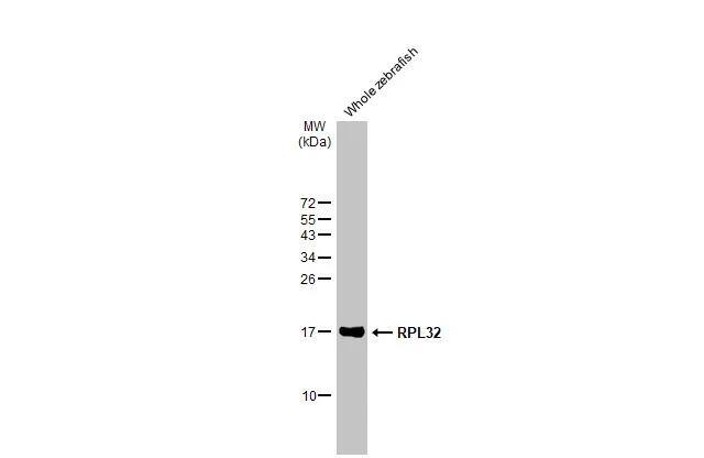 RPL32 Antibody (HL2329) - Azide and BSA Free