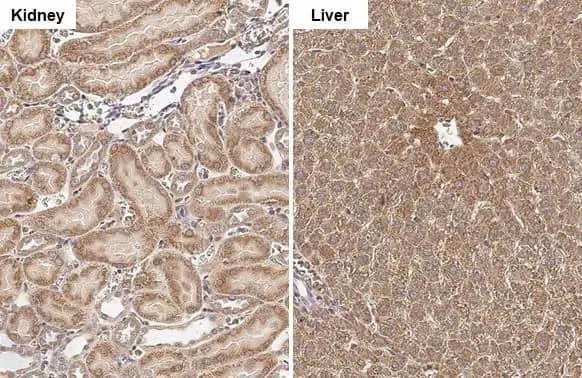 GLUD1/GLUD2 Antibody (HL2125) - Azide and BSA Free