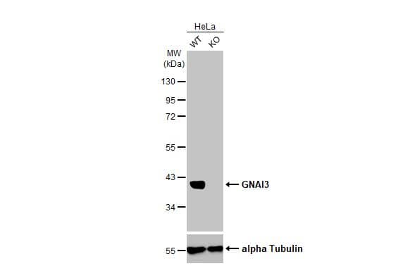 GNAI3 Antibody (HL2096) - Azide and BSA Free