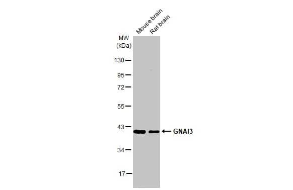 GNAI3 Antibody (HL2096) - Azide and BSA Free