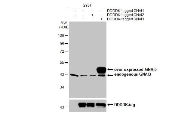 GNAI3 Antibody (HL2096) - Azide and BSA Free