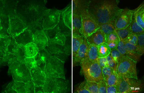 GNAI3 Antibody (HL2096) - Azide and BSA Free