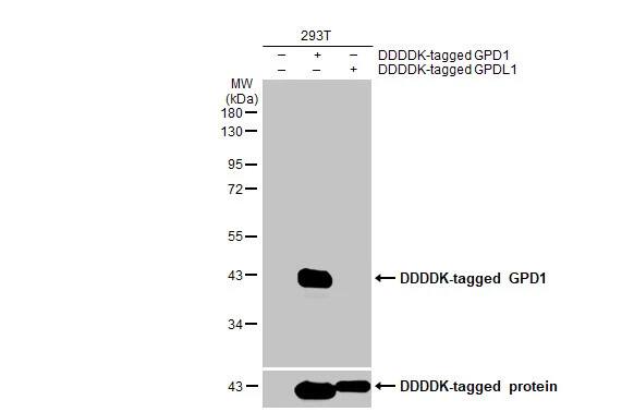 GPD1 Antibody (HL1959) - Azide and BSA Free