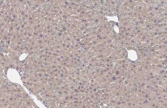 GPD1 Antibody (HL1959) - Azide and BSA Free