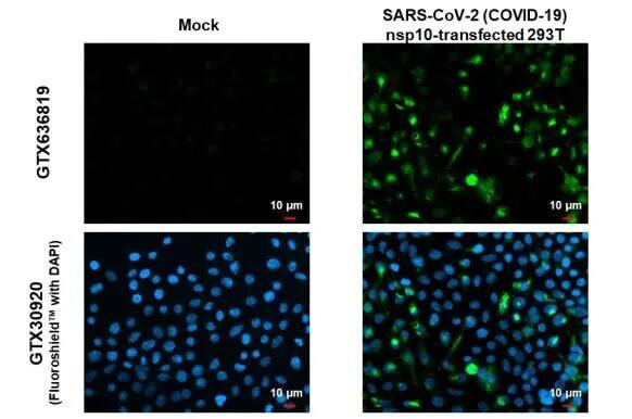 SARS-CoV-2 NSP10 Antibody (HL1379) - Azide and BSA Free