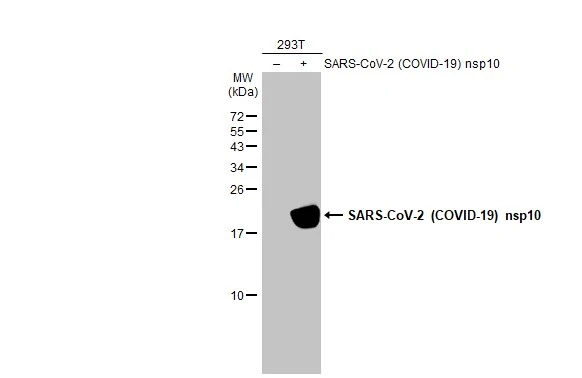 SARS-CoV-2 NSP10 Antibody (HL1379) - Azide and BSA Free