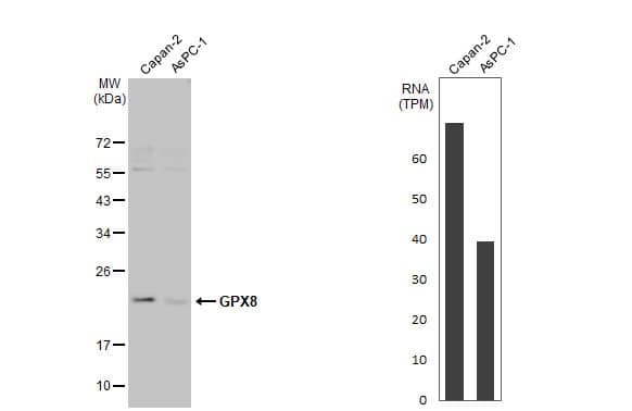 GPX8 Antibody (HL2439) - Azide and BSA Free