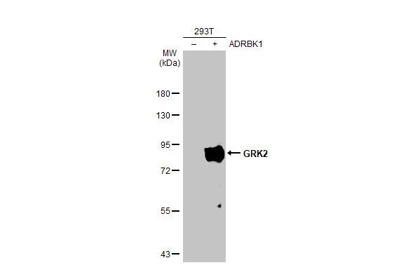 GRK2 Antibody (HL1562) - Azide and BSA Free