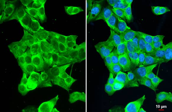 GSPT1 Antibody (HL1345) - Azide and BSA Free