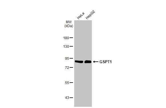 GSPT1 Antibody (HL1345) - Azide and BSA Free