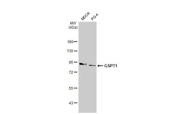 GSPT1 Antibody (HL1346) - Azide and BSA Free