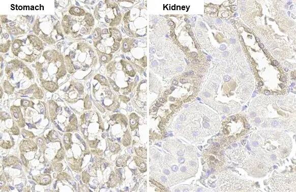 GSPT1 Antibody (HL1346) - Azide and BSA Free