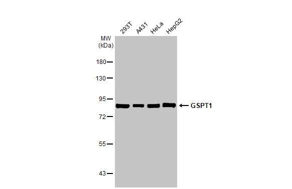 GSPT1 Antibody (HL1346) - Azide and BSA Free