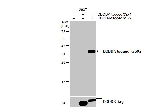 GSH2 Antibody (HL2135) - Azide and BSA Free