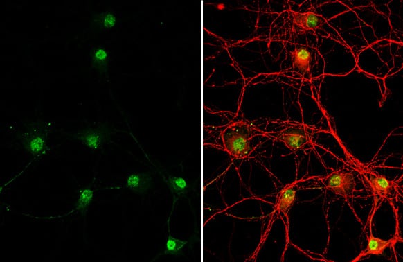 GSH2 Antibody (HL2135) - Azide and BSA Free