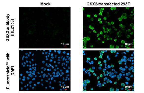 GSH2 Antibody (HL2135) - Azide and BSA Free