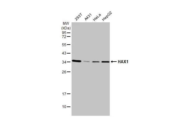 HAX-1 Antibody (HL2170) - Azide and BSA Free