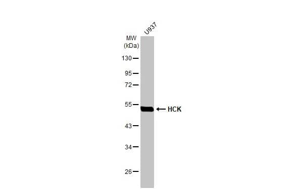 Hck Antibody (HL1673) - Azide and BSA Free