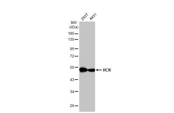 Hck Antibody (HL1673) - Azide and BSA Free