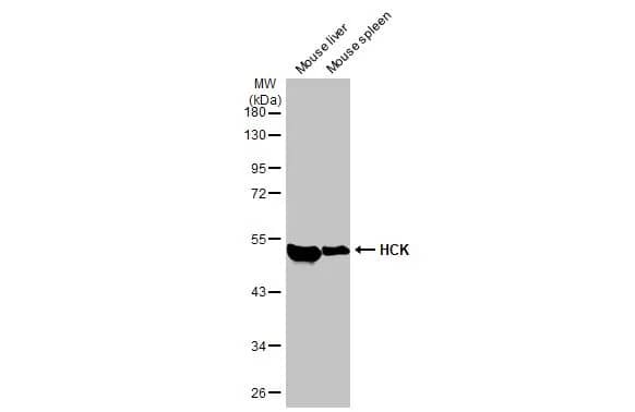 Hck Antibody (HL1673) - Azide and BSA Free