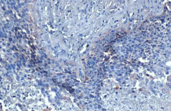 HDAC3 Antibody (HL1749) - Azide and BSA Free