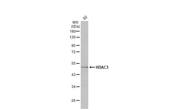 HDAC3 Antibody (HL1749) - Azide and BSA Free