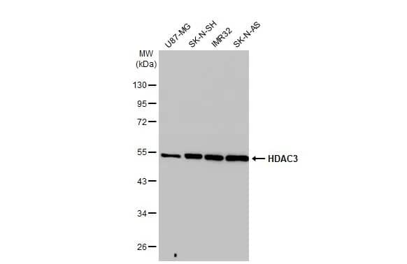 HDAC3 Antibody (HL1749) - Azide and BSA Free