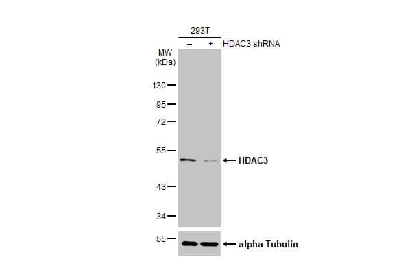 HDAC3 Antibody (HL1749) - Azide and BSA Free