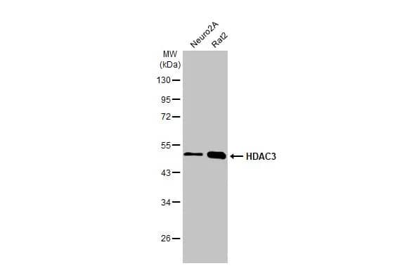 HDAC3 Antibody (HL1749) - Azide and BSA Free