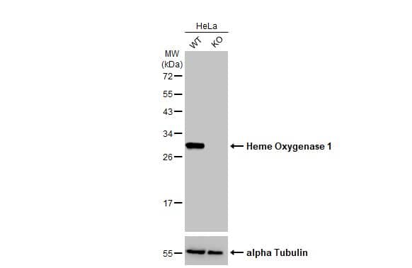 HO-1/HMOX1/HSP32 Antibody (HL1780) - Azide and BSA Free