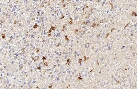 HO-1/HMOX1/HSP32 Antibody (HL1780) - Azide and BSA Free
