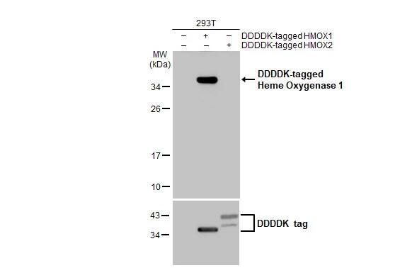HO-1/HMOX1/HSP32 Antibody (HL1780) - Azide and BSA Free
