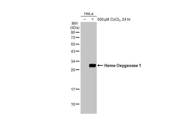 HO-1/HMOX1/HSP32 Antibody (HL1780) - Azide and BSA Free