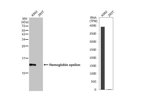Hemoglobin epsilon Antibody (HL2457) - Azide and BSA Free