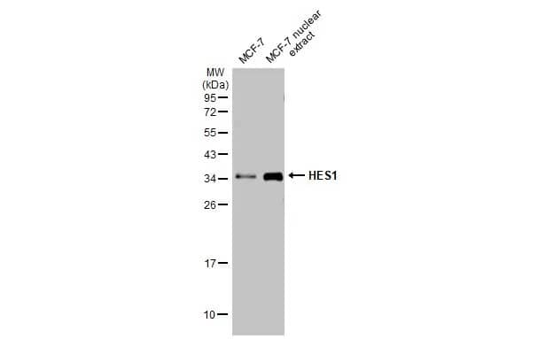 HES-1 Antibody (HL2198) - Azide and BSA Free