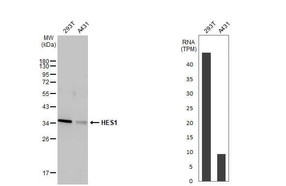HES-1 Antibody (HL2198) - Azide and BSA Free