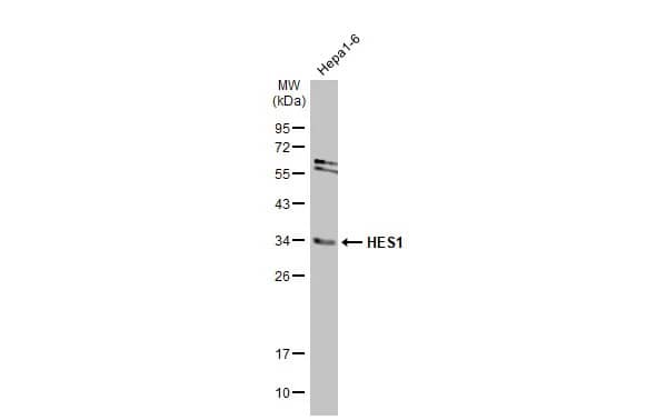HES-1 Antibody (HL2198) - Azide and BSA Free