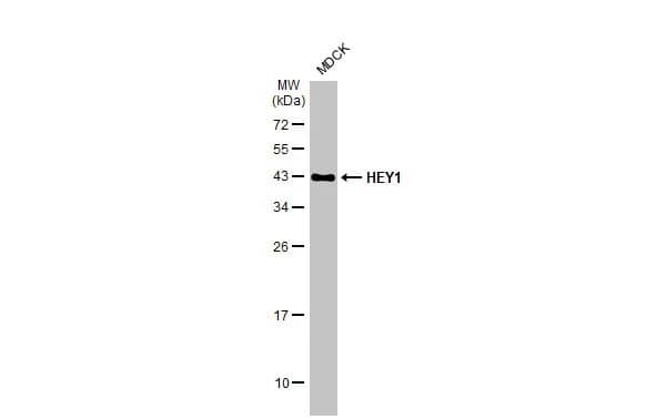 HEY1 Antibody (HL2367) - Azide and BSA Free