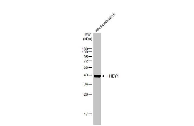HEY1 Antibody (HL2367) - Azide and BSA Free