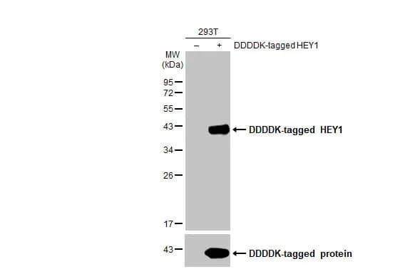 HEY1 Antibody (HL2367) - Azide and BSA Free